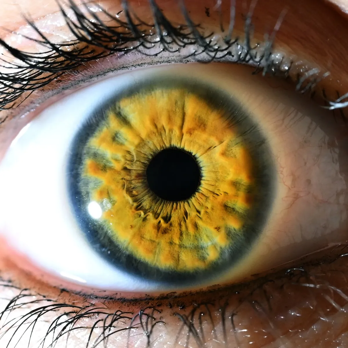 Close-up of an eye with an amber and yellow iris ringed in blue-grey