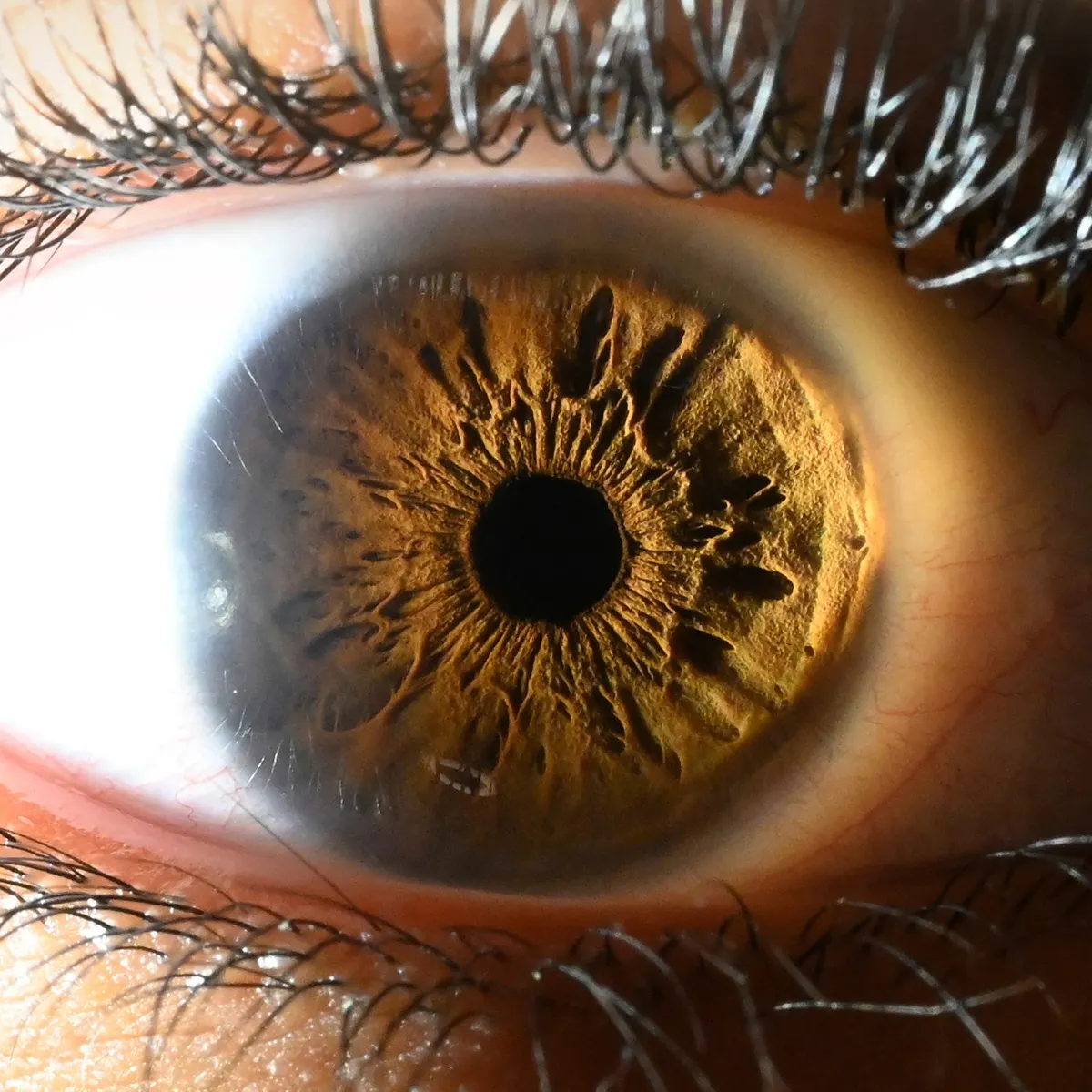 Close-up of a golden brown iris with deep, dark folds