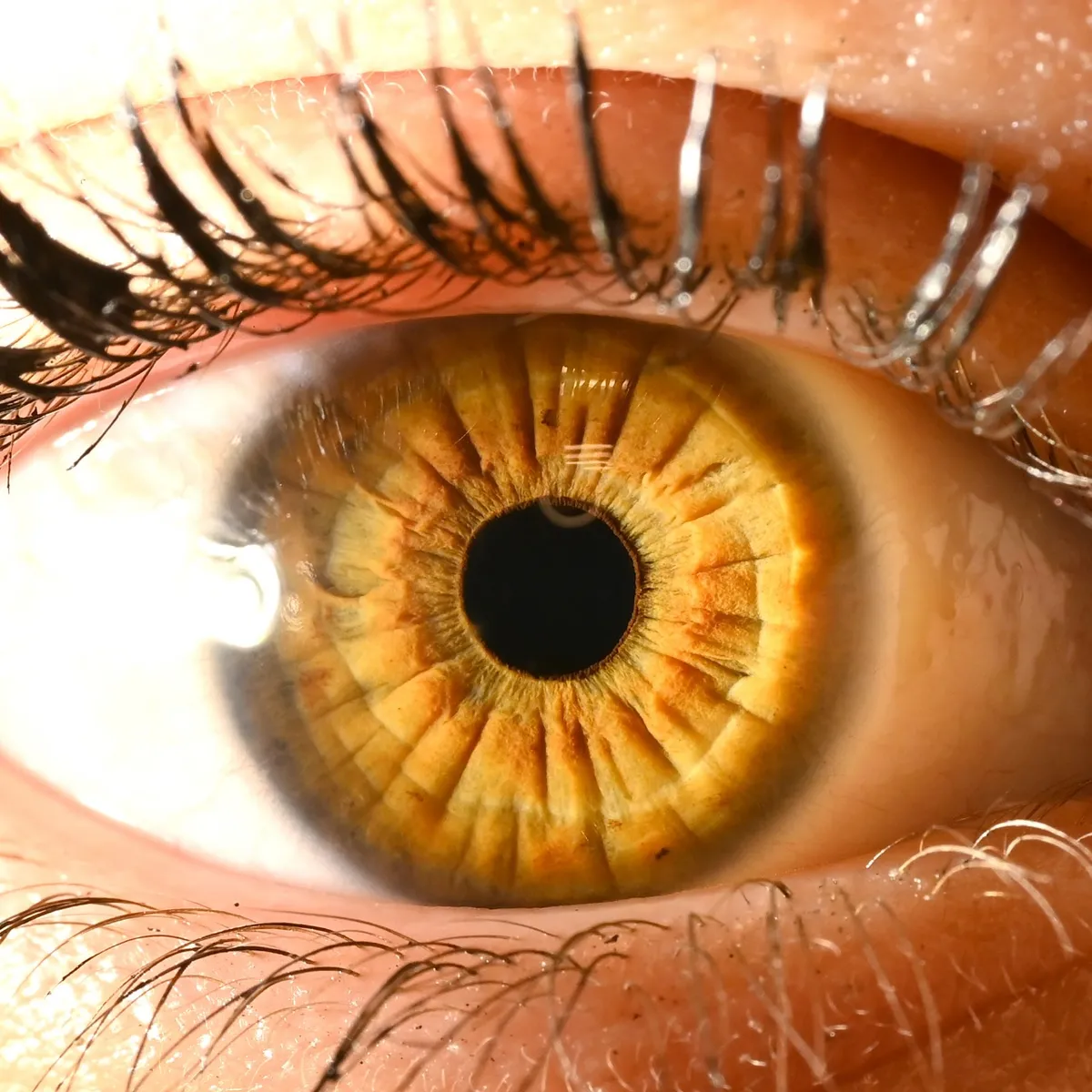 Close-up of a golden amber iris with fine lines running out from the pupil