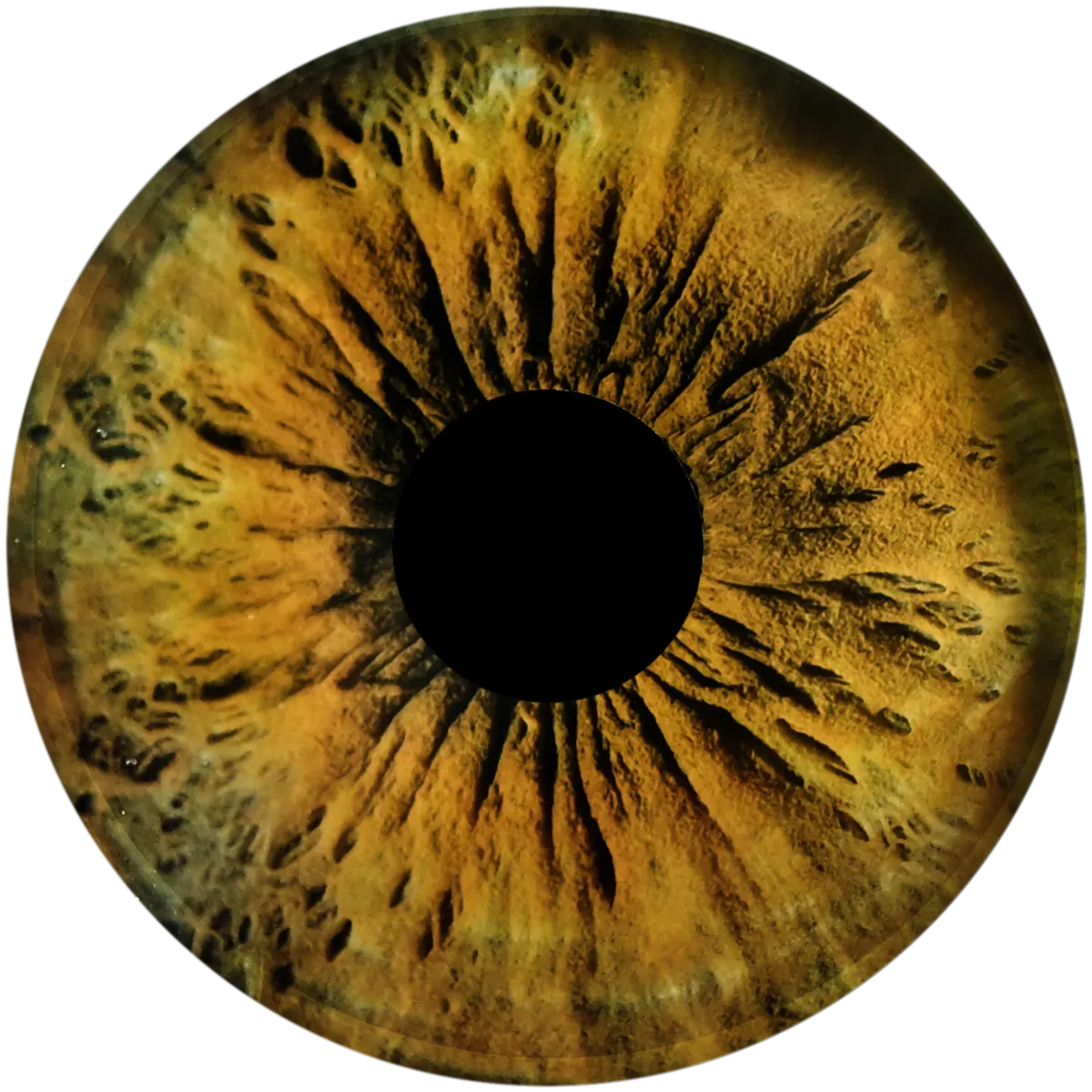 An amber iris after retouching, shown as a circle